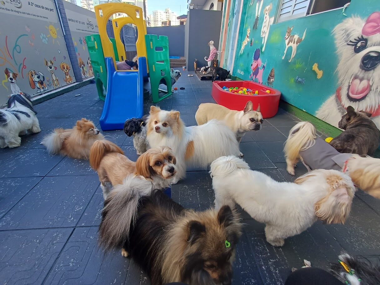 Área de recreação da Império Pet de Luxo