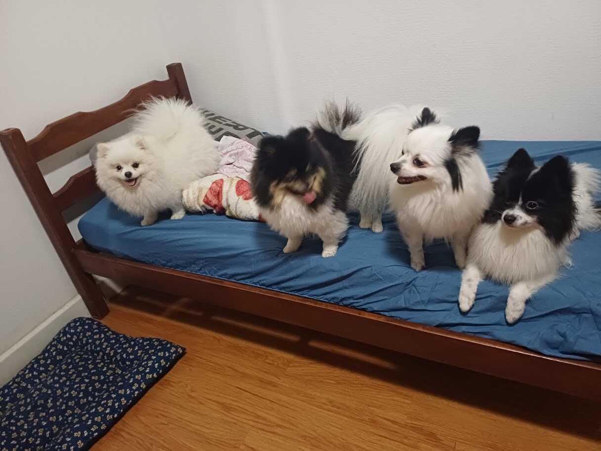 Pets hospedados na Império Pet de Luxo